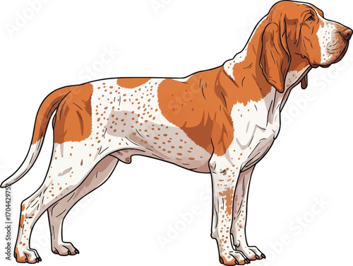 Bracco Italiano dog standing side profile view vector illustration
