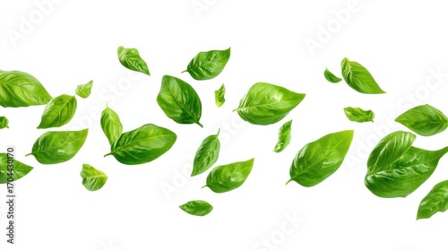 Fresh basil leaves falling on white background