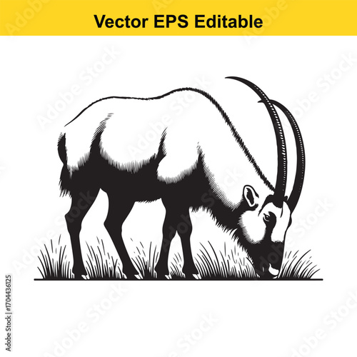 Vector art of oryx antelope grazing in grass