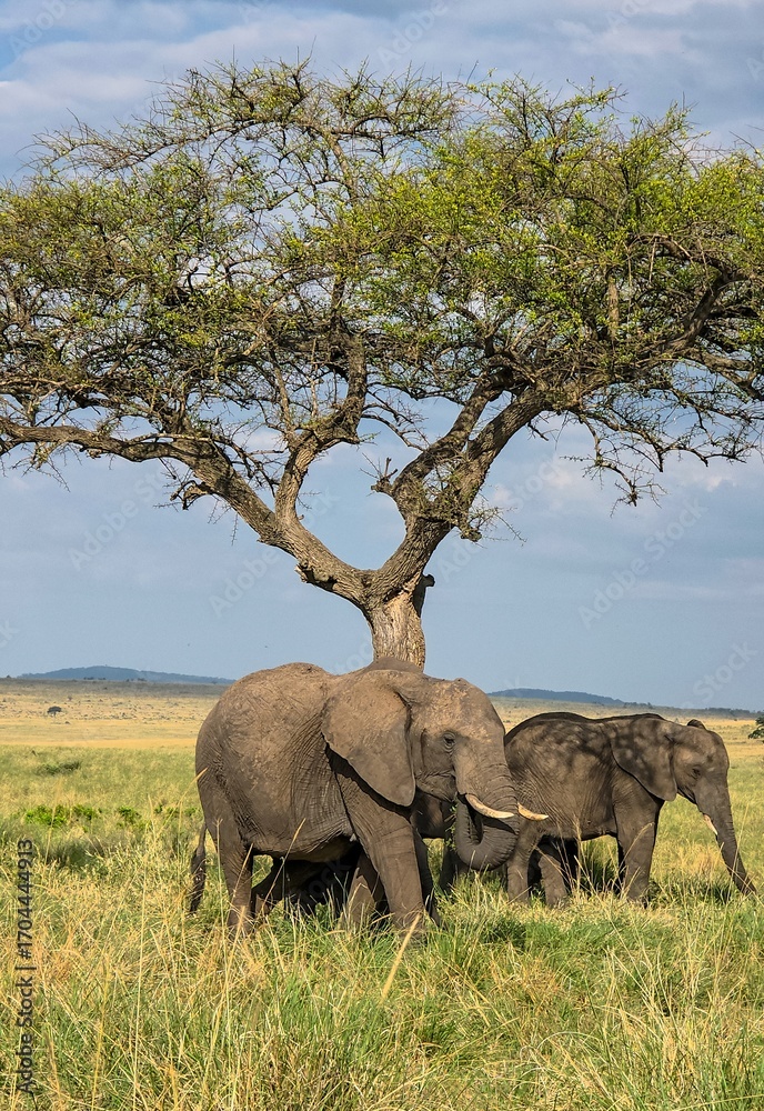 Fototapeta premium Elephants enjoying shade under acacia tree in African savanna