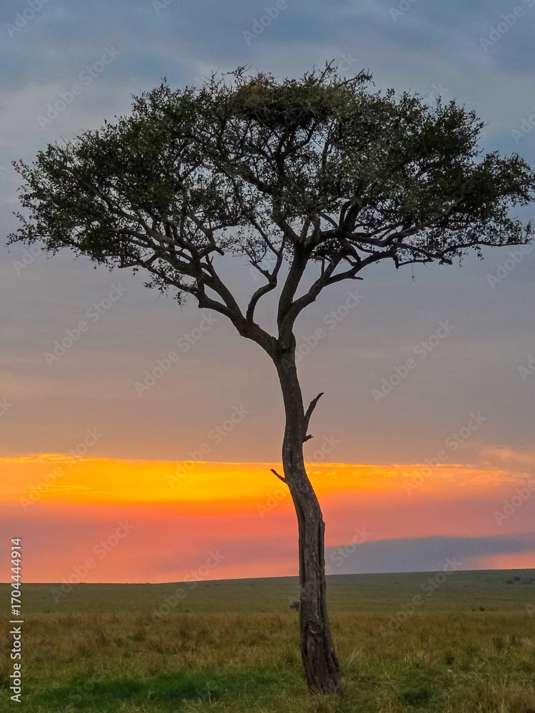Fototapeta premium Lonely acacia tree standing in the african savanna at sunset