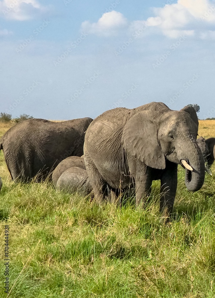Obraz premium Elephants grazing in the African savanna under a cloudy sky
