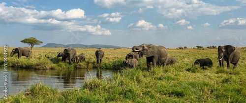 Herd of elephants drinking and grazing in the african savanna
