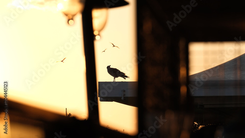 A sunset moment in Istanbul, a seagull perched on a rooftop. silhouettes of other birds, warm sunlight create a dreamy urban composition full of contrast, tranquility, and timeless beauty.