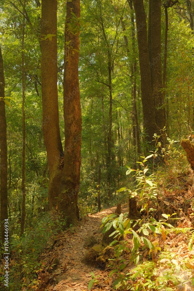 Fototapeta premium Sunlit Woodland Trails and Creek in a Lush Green Forest, Vertical Views