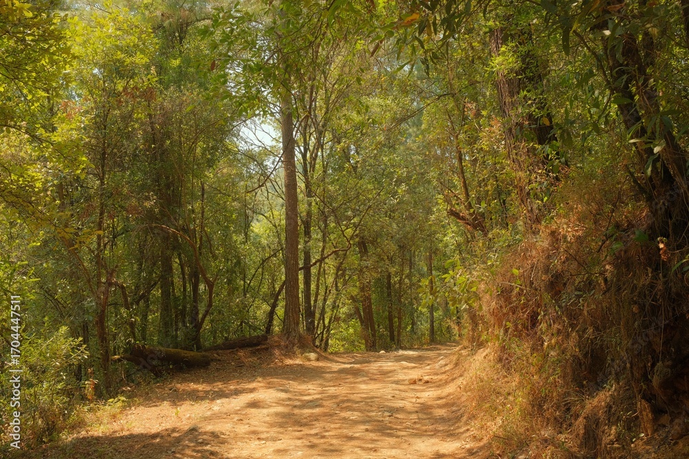 Naklejka premium Dusty Country Road Leading Into Green Forest Under Clear Sky, Vertical View