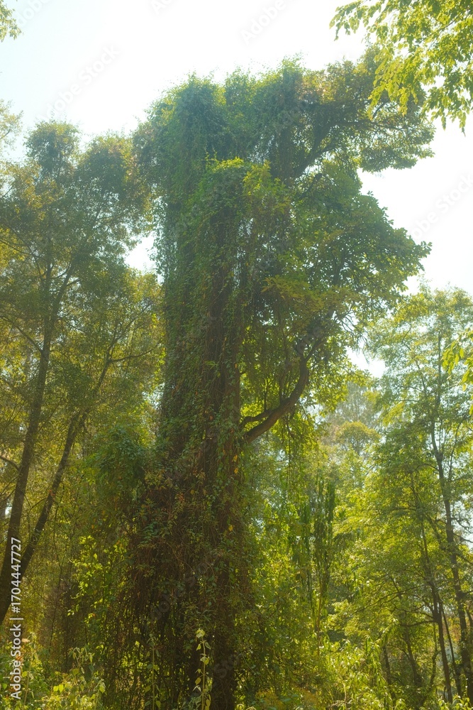 Fototapeta premium Tall Tree Wrapped in Dense Vines in a Green Forest, Vertical Portrait