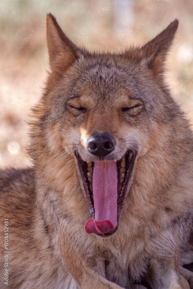 Fototapeta premium Portrait of a Wolf Yawning