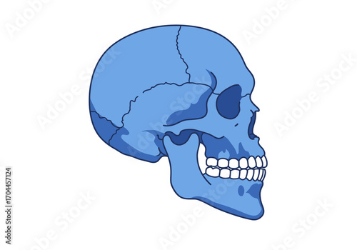 Detailed blue human skull illustration in profile, a clear anatomical graphic for science, biology, and medical education concepts. Representing the cranium and jawbone digitally