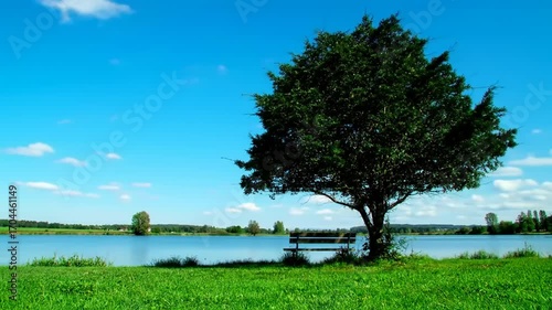 Tranquil lakeside tree scene