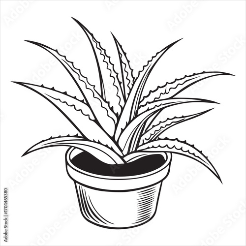 aloe vera plant vector icon