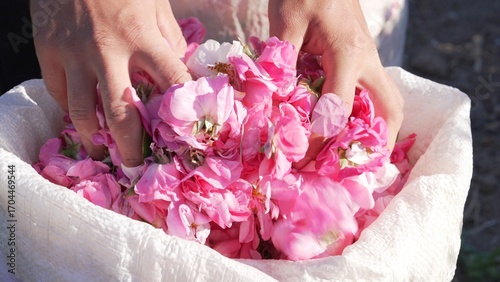 Bild auf Leinwand Rose Otto for essential oil