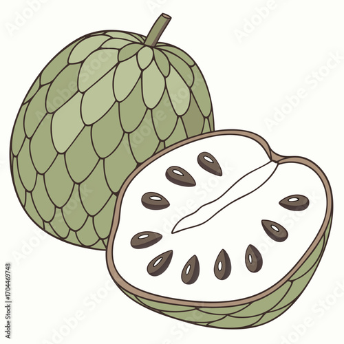 Illustration of sugar apple custard apple sweetsop fruit tropical food healthy eating delicious and fresh treat
