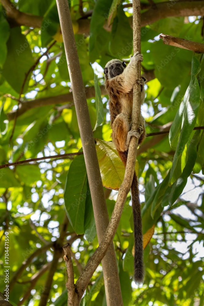 Obraz premium White-footed tamarin in the wilderness of Colombia
