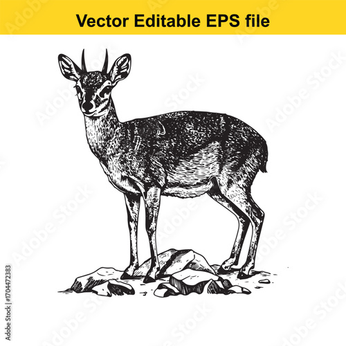 Vector art of dikdik antelope standing on rocks