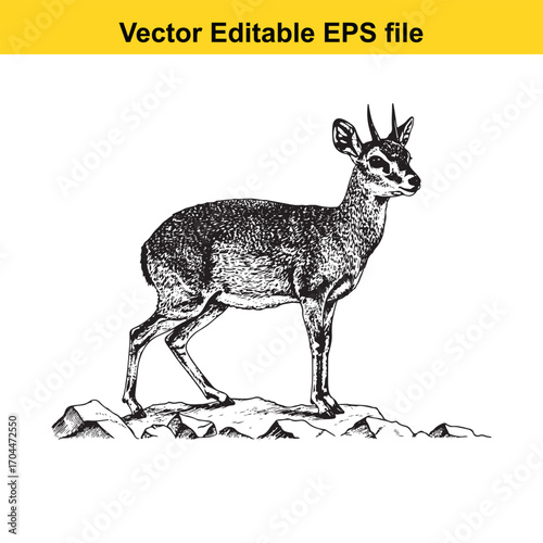 Vector art of vintage illustration of a dikdik standing on rocks