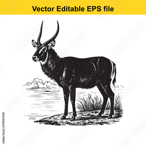 Illustration of a waterbuck antelope standing on a grassy bank near water