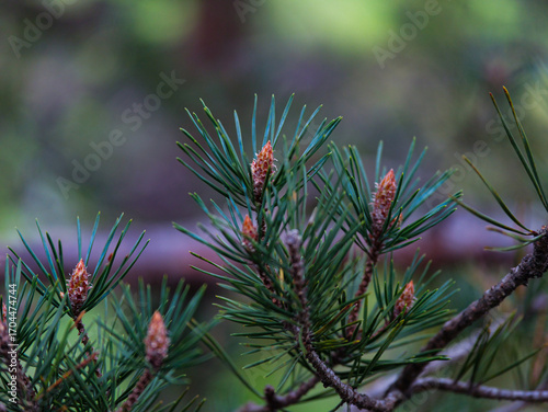 Pine branch with young cones