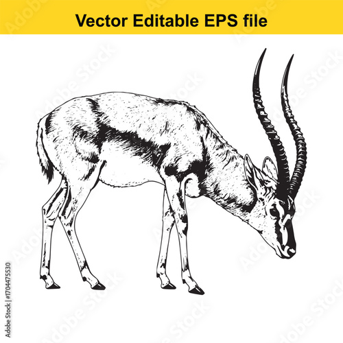 Vector art of black and white illustration of a gazelle