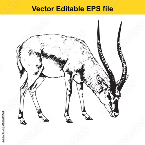 Illustration of a gazelle with long curved horns