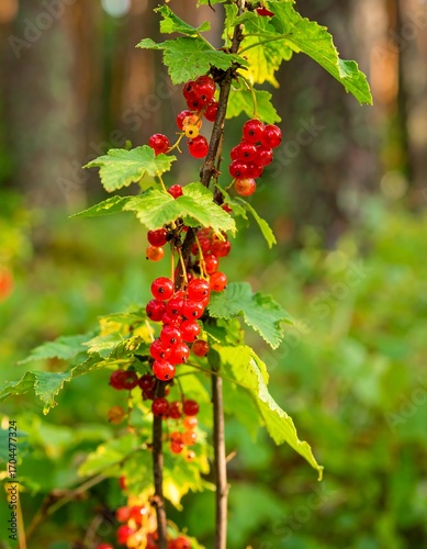 Clusters of red berries on a branch