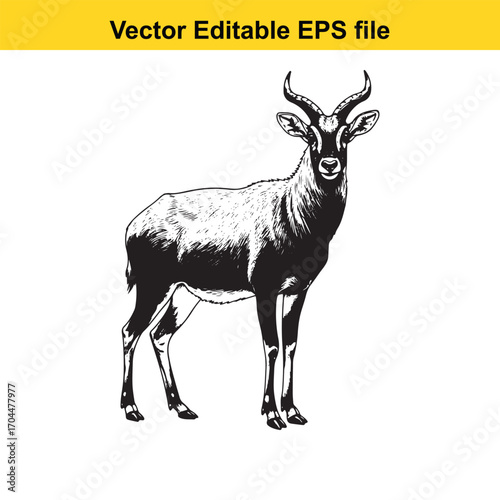 Illustration of a male antelope standing