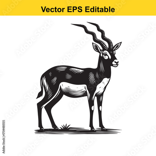 Vector art of blackbuck antelope illustration