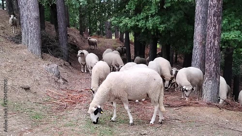 Sheep grazing in a forest area