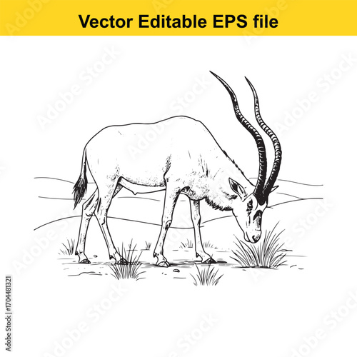 Vector art of oryx antelope with long curved horns grazing on grass