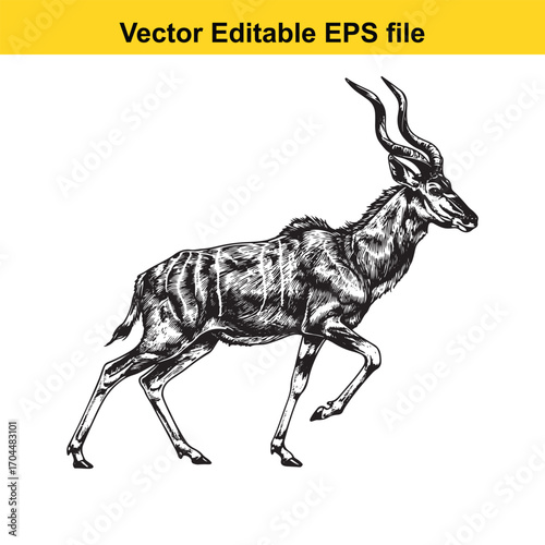 Vector art of kudu antelope walking, , vector illustration
