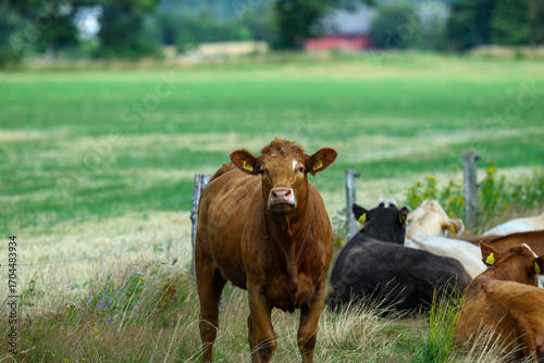 A brown cow with ear tags gazes directly at the viewer in a lush green field. Other cows are seen relaxed in the background under a clear blue sky