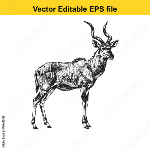 Vector art of kudu antelope illustration