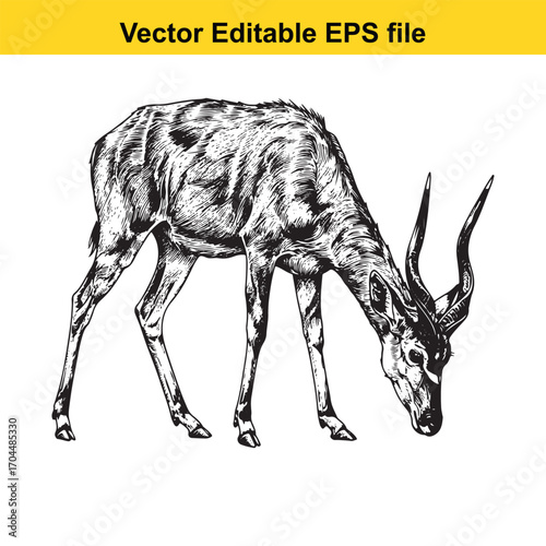 Vector art of detailed black and white illustration of an antelope grazing