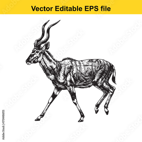 Illustration of a greater kudu antelope