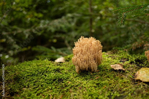 Crown-tipped coral fungus growing on a moss-covered stump in a beech forest.