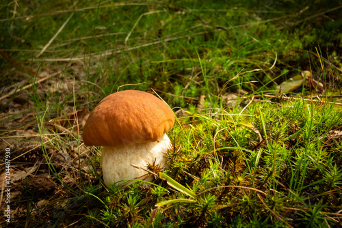 A young edible boletus,  Boletus edulis, with a tiny snail at the edge.