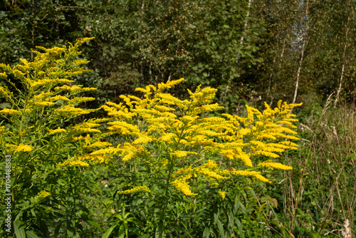  Canadian goldenrod (solidago canadensis) growing along roads in the beech forest