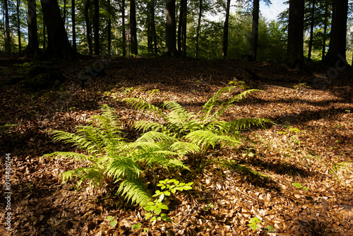 Some fiddlehead ferns in the beech forest in the last days of summer.