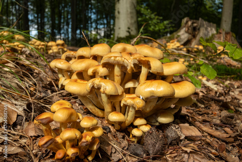 Honey agaric mushroom in the beech forest. 