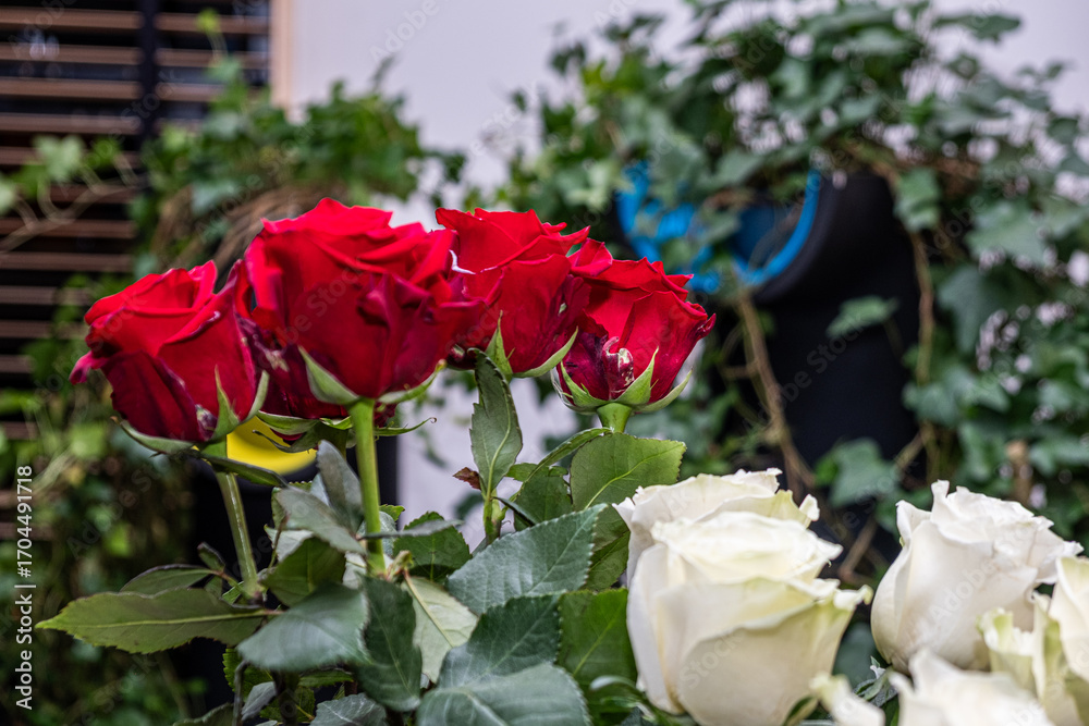 Obraz premium Red and white roses arranged beautifully among lush greenery, showcasing vibrant colors and delicate petals, symbolizing love and celebration with copy space