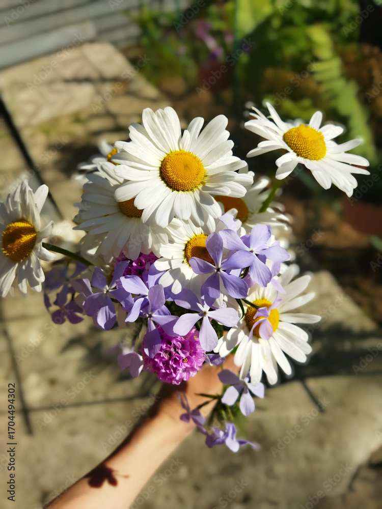 Obraz premium A hand holds a fresh, vibrant bouquet of daisies and purple phlox in the sunlight, capturing the simple joy of summer and the beauty of a garden