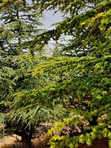 1821 meters in the mountains of northwest of Morocco, in Hafat Zeltan, the scene of Cedrus Atlantica, the Atlantic rice that also blankets the Atlas Mountains.
