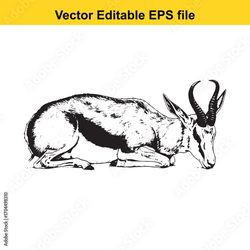 Vector art of springbok antelope lying down