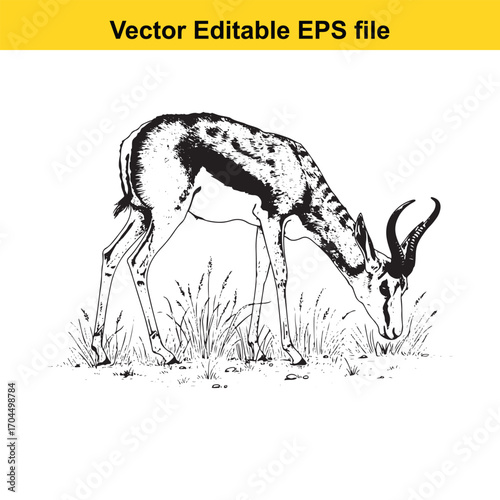 Vector art of springbok antelope grazing in grass