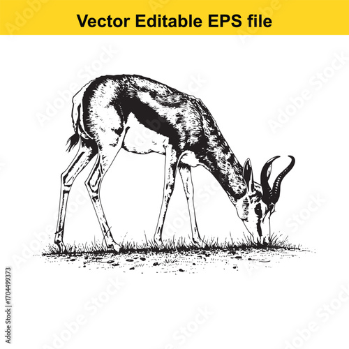 Vector art of springbok grazing on grass