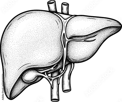 Human liver organ icon with hand-drawn style