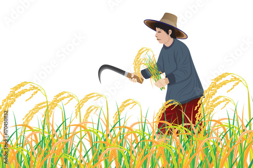 farmer harvesting rice plant in paddy field vector design