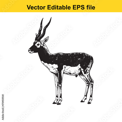 Vector art of blackbuck antelope illustration