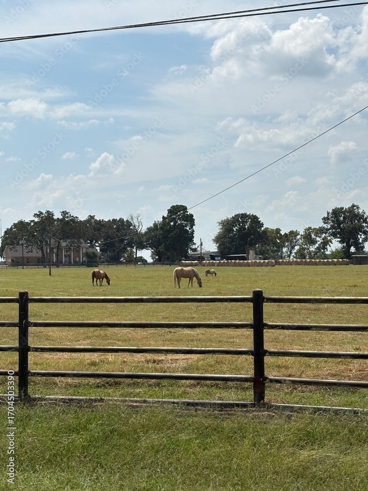 Fototapeta premium f horses on a farm grazing