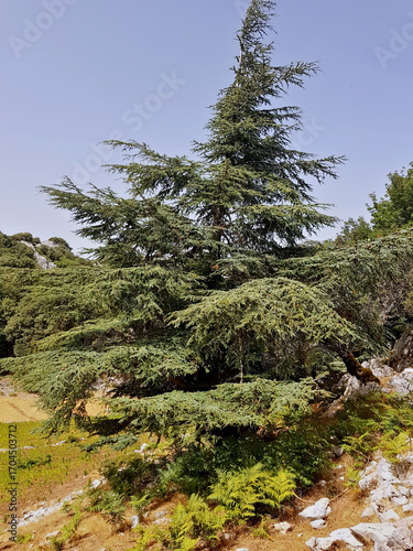 Atlas cedar (Cedrus atlantica) a slow-growing evergreen conifer native to the Rif and Atlas mountain ranges of Morocco and Algeria; thrives at 1,500-2,500 m altitude, tolerates cold, drought, and fire